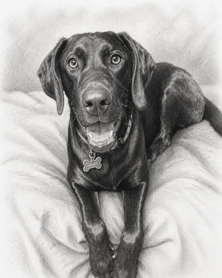 Pencil Sketch portrait of Luna, a black cat